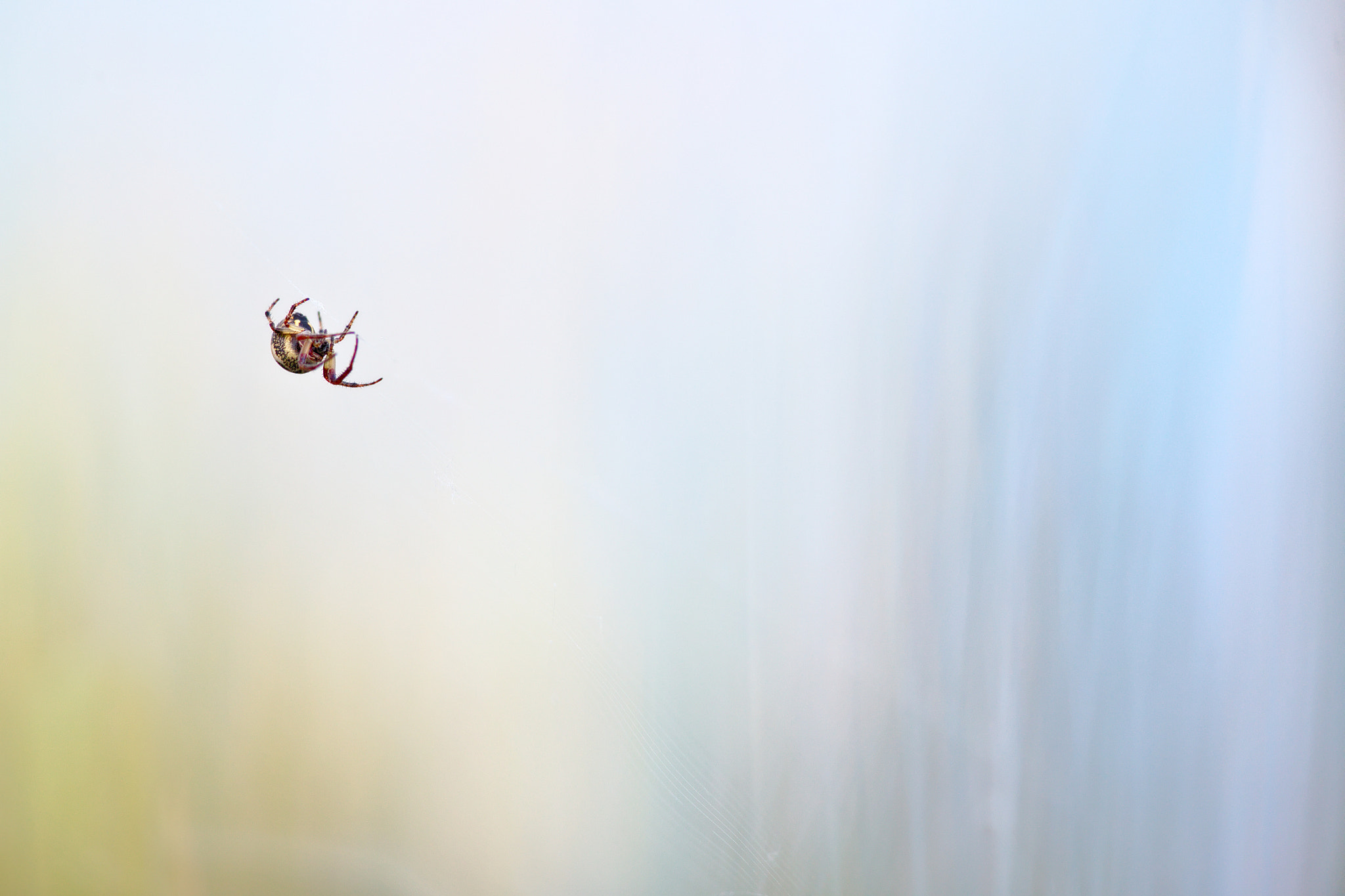 Canon EOS-1D X + Canon EF 300mm F2.8L IS II USM sample photo. Araignée photography