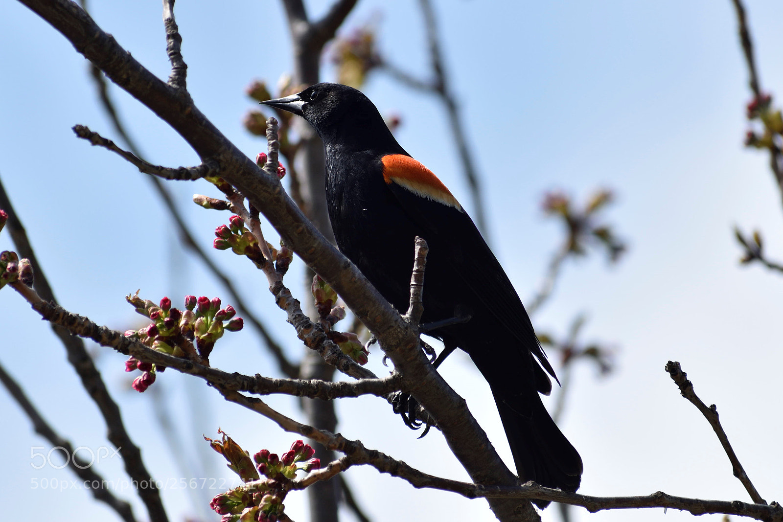 Nikon D5500 sample photo. Red-winged blackbird on a photography