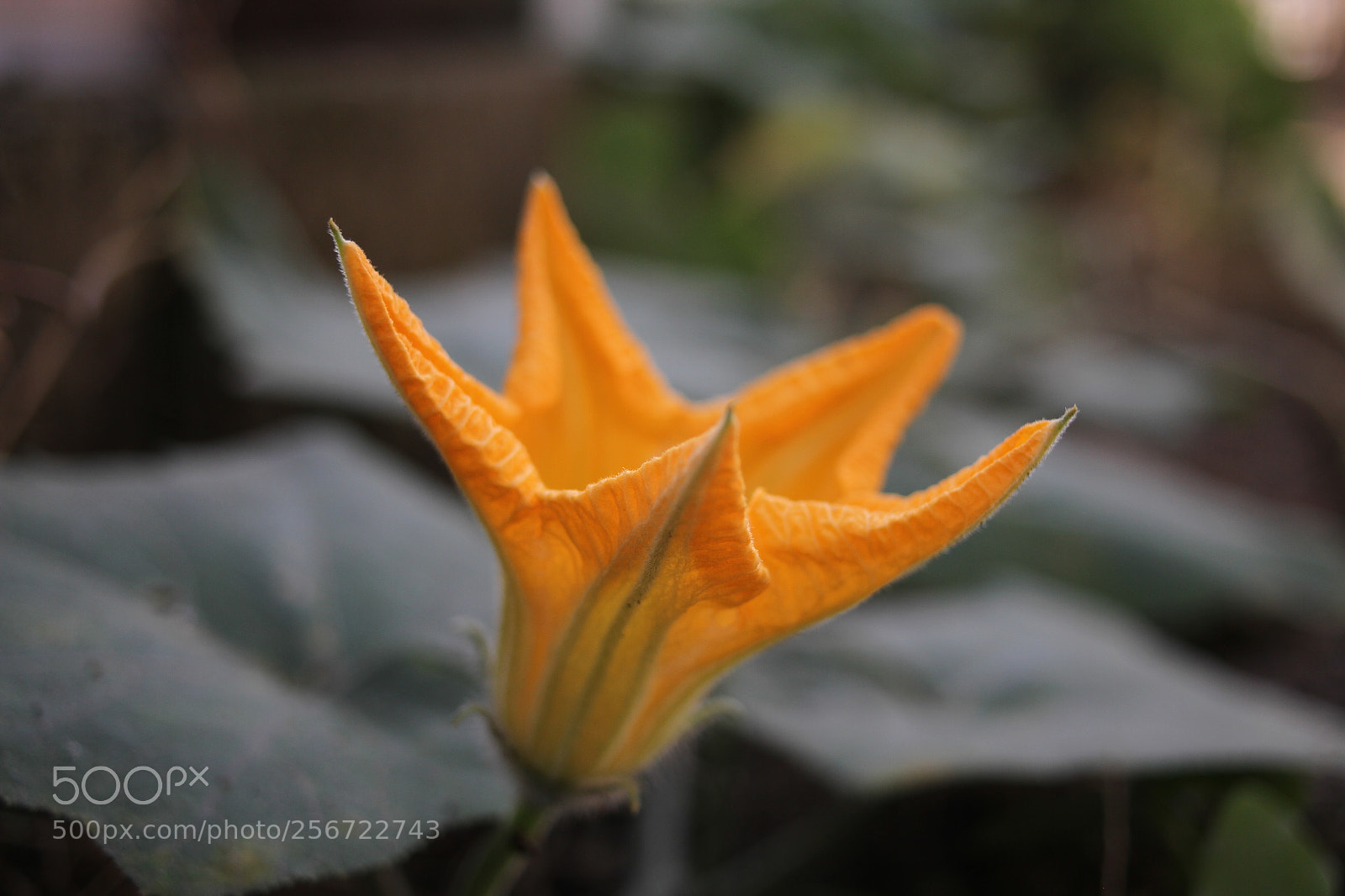 Canon EOS 7D + Canon EF 50mm F1.8 II sample photo. Img photography