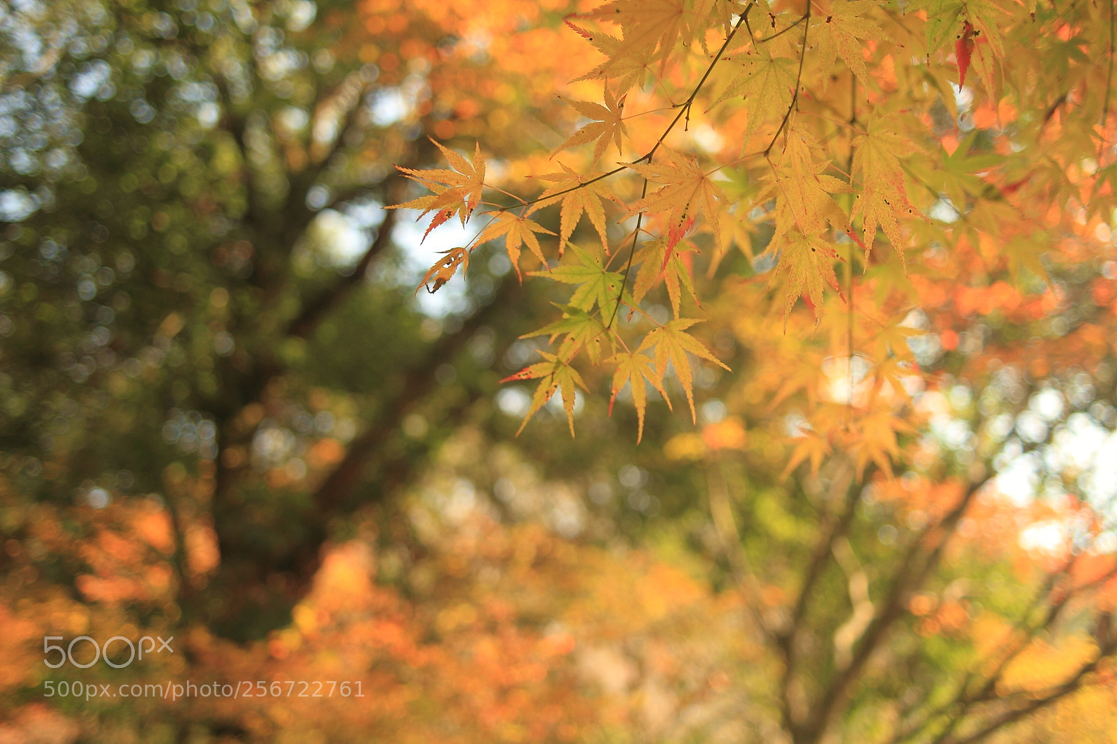 Canon EOS 7D + Canon EF 50mm F1.8 II sample photo. Img photography