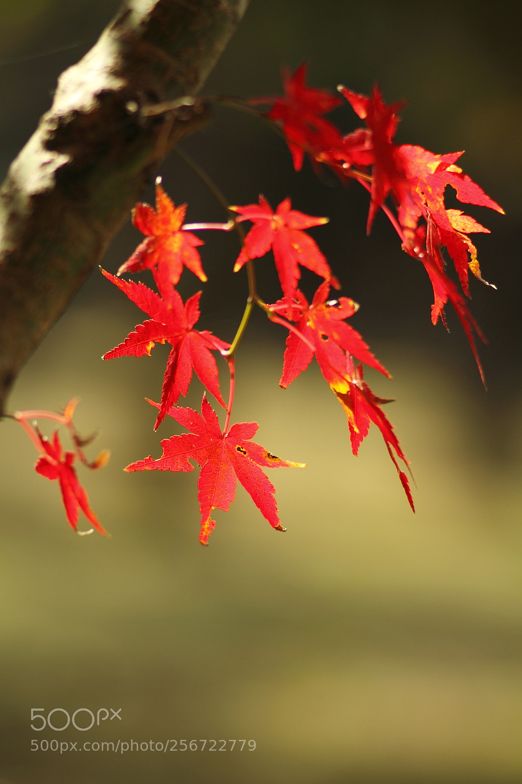 Canon EOS 7D + Canon EF 50mm F1.8 II sample photo. Img photography