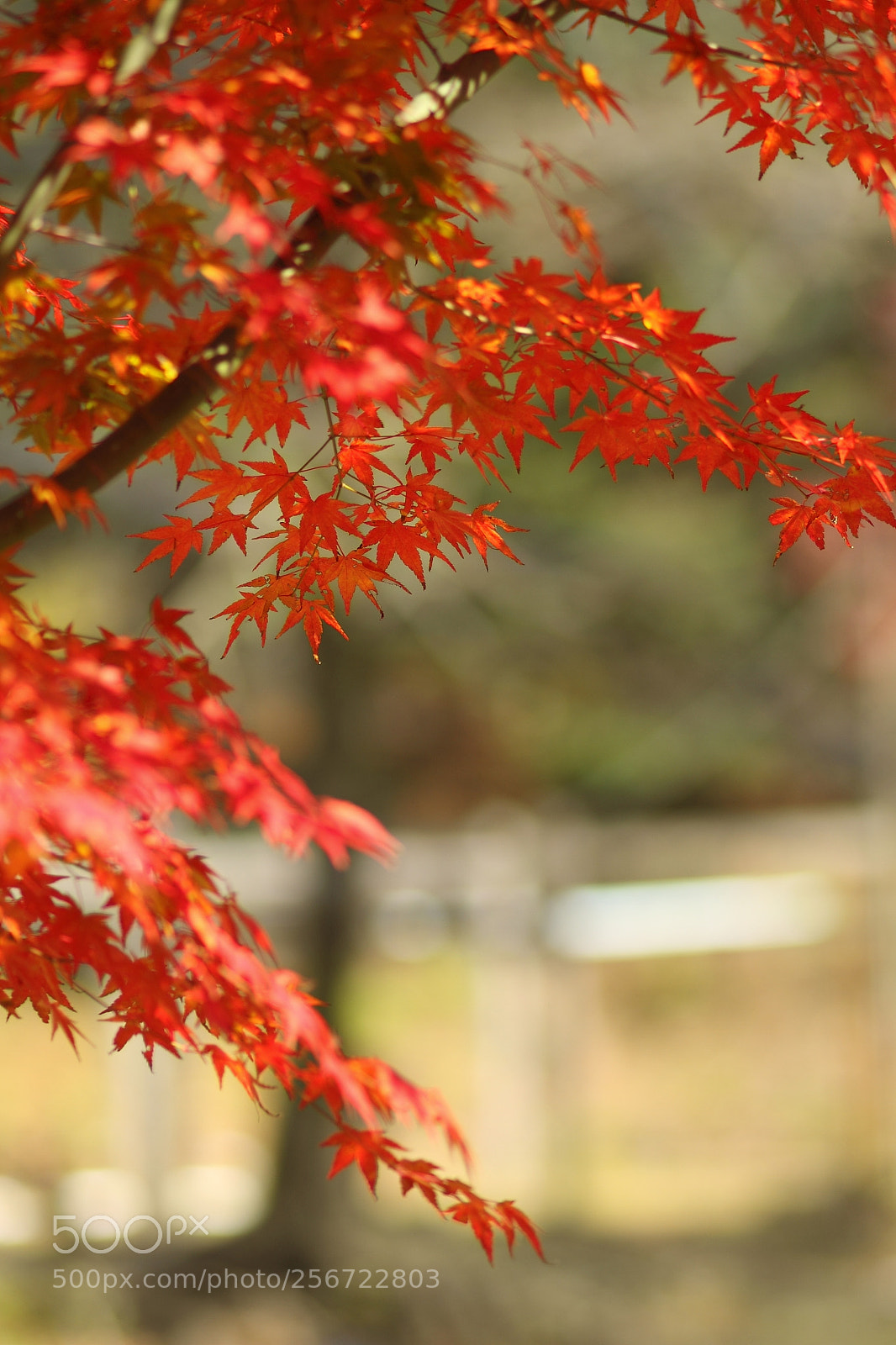 Canon EOS 7D + Canon EF 50mm F1.8 II sample photo. Img photography