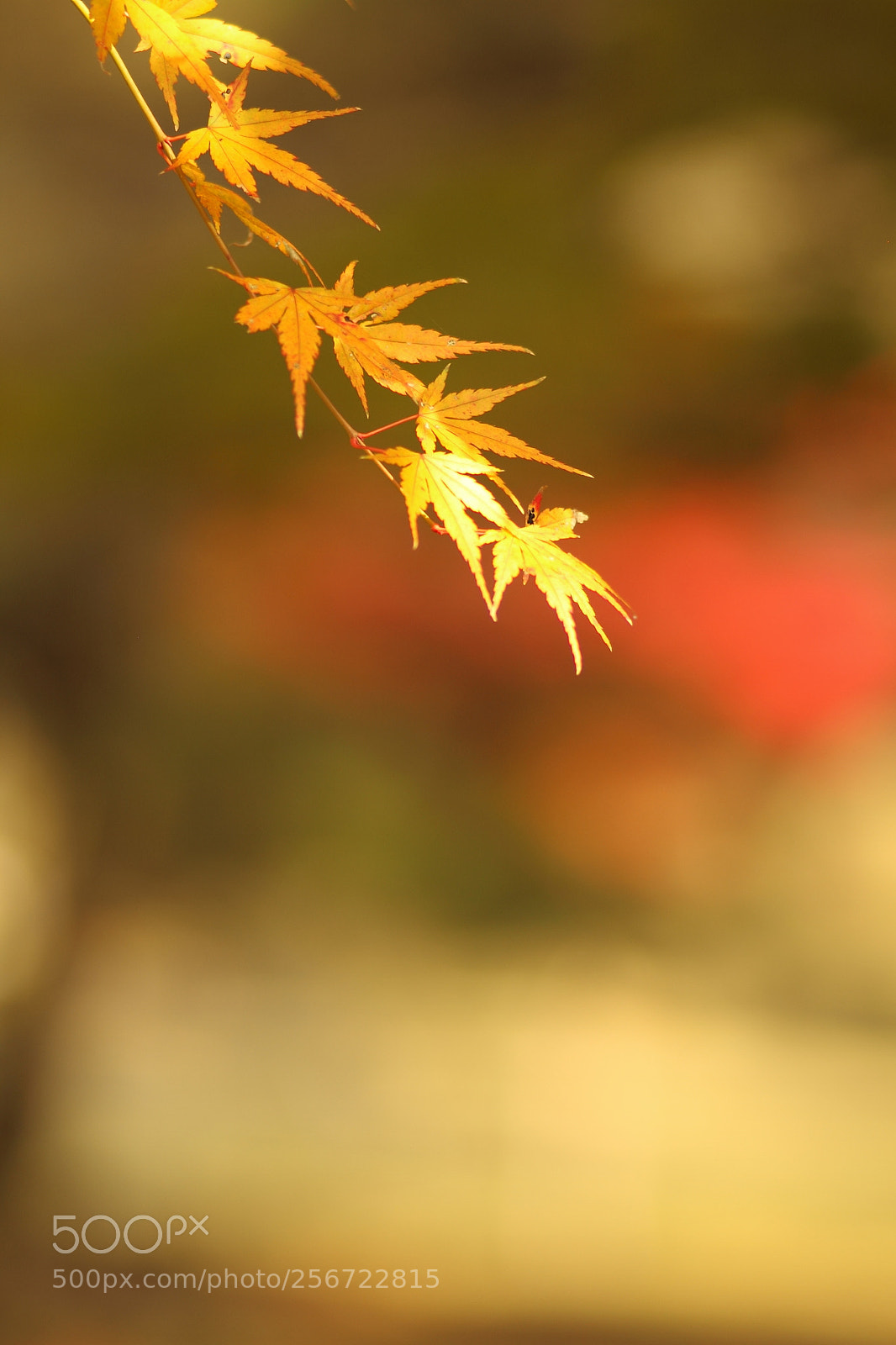 Canon EOS 7D + Canon EF 50mm F1.8 II sample photo. Img photography