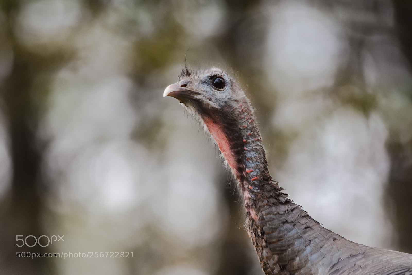 Nikon D7100 sample photo. Wild turkey hen photography