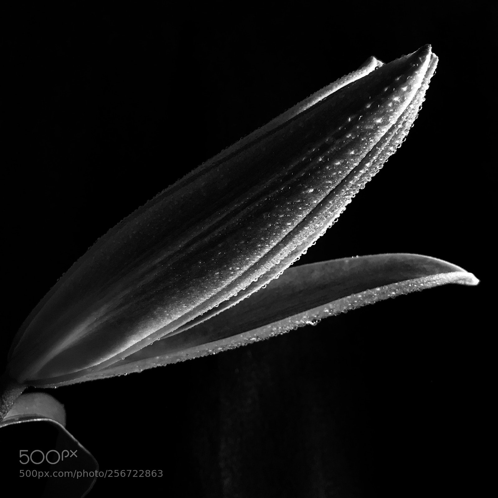 Apple iPhone 7 Plus sample photo. Lily bud b&w photography