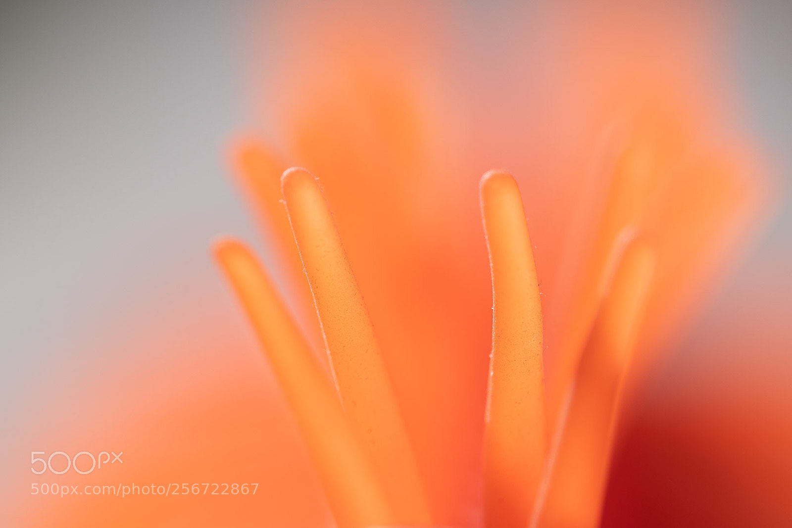 Nikon D500 sample photo. Orange spikes photography