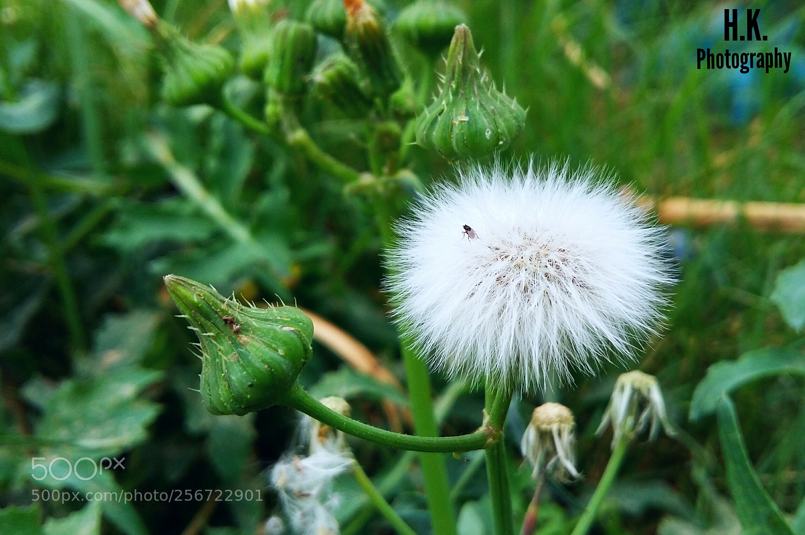 Samsung Galaxy A5 sample photo. Untitled photography