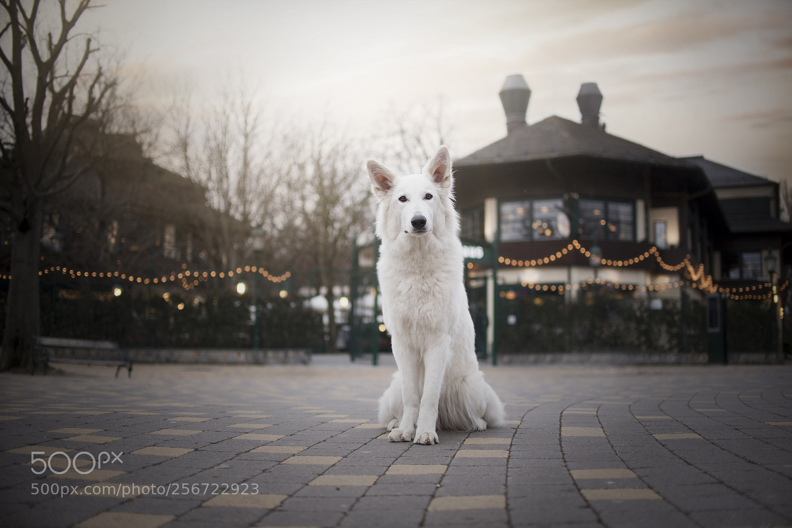 Nikon D750 sample photo. Aila in front of photography