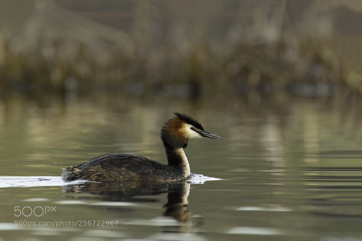 Pentax K-3 sample photo. Great crested grebe photography