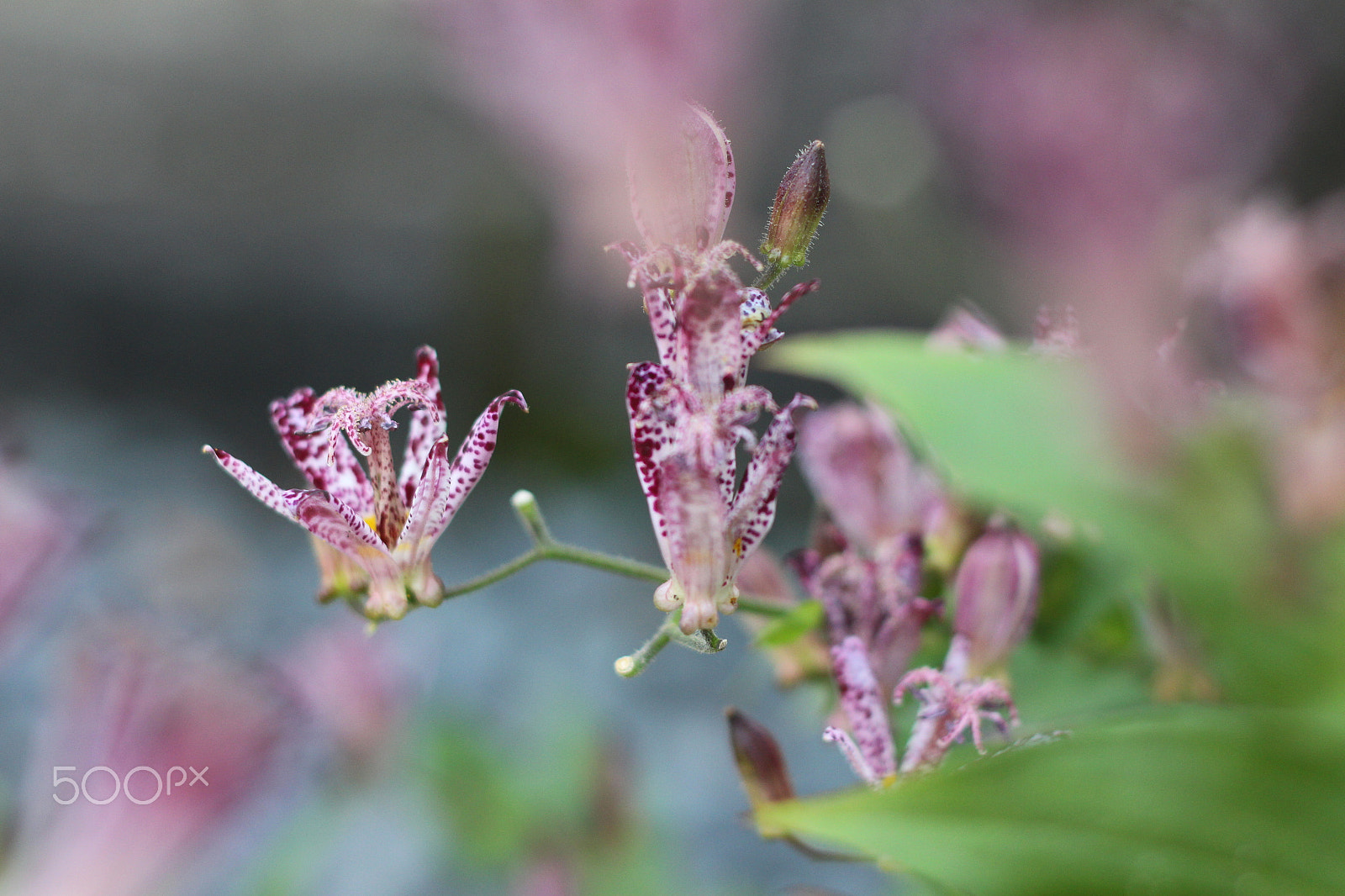 Canon EOS M + Canon EF 50mm F1.8 II sample photo. Img photography