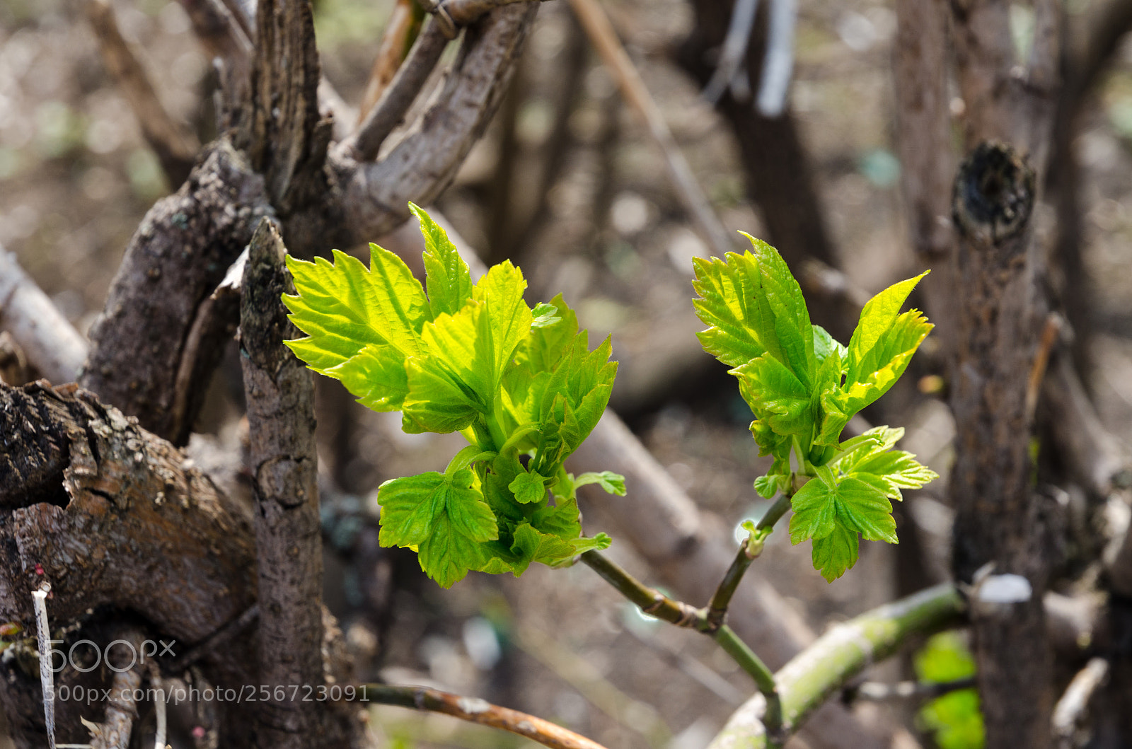 Nikon D5100 sample photo. 367 photography