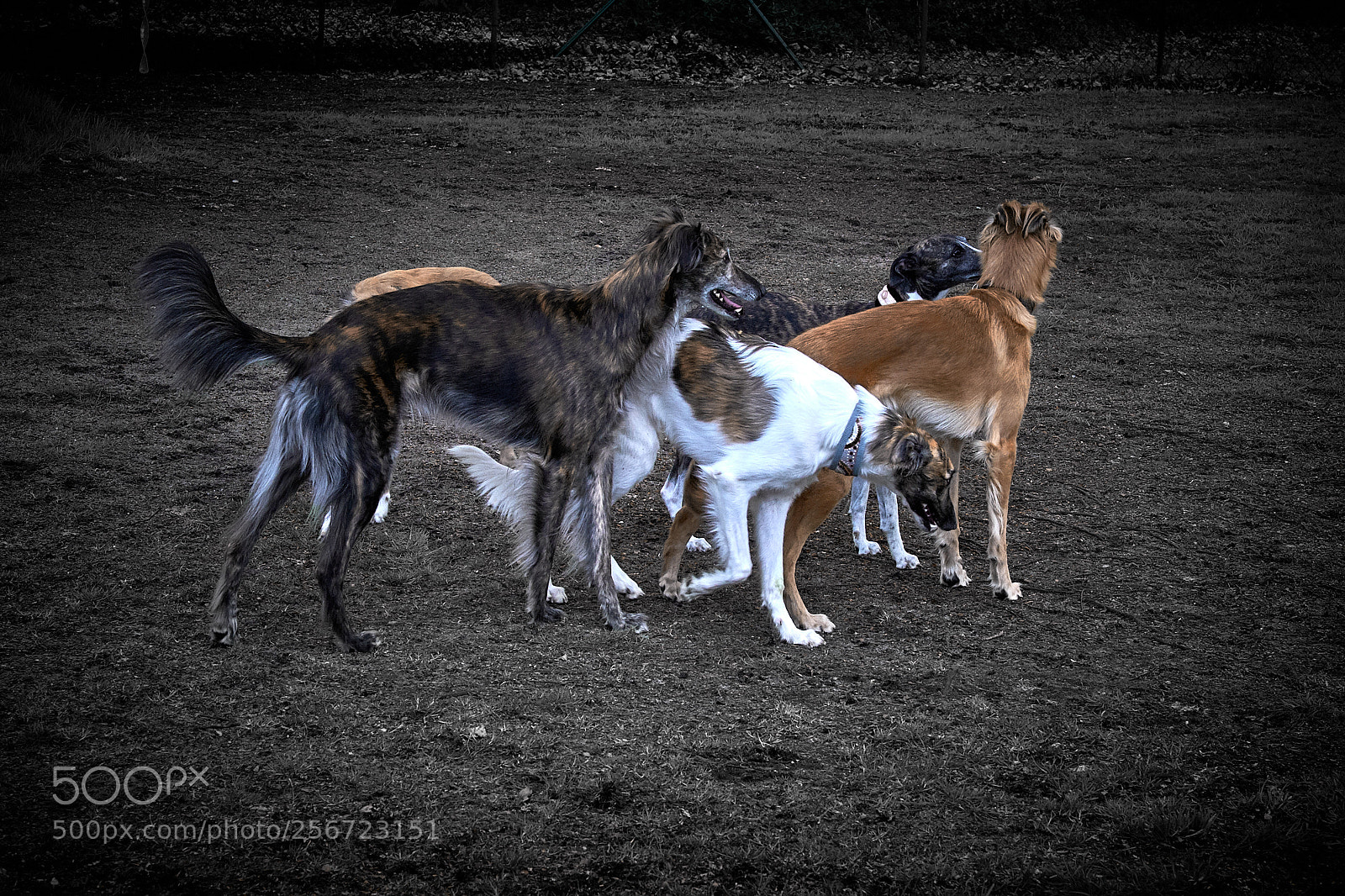 Fujifilm X-H1 sample photo. Longhaired whippets - proud photography