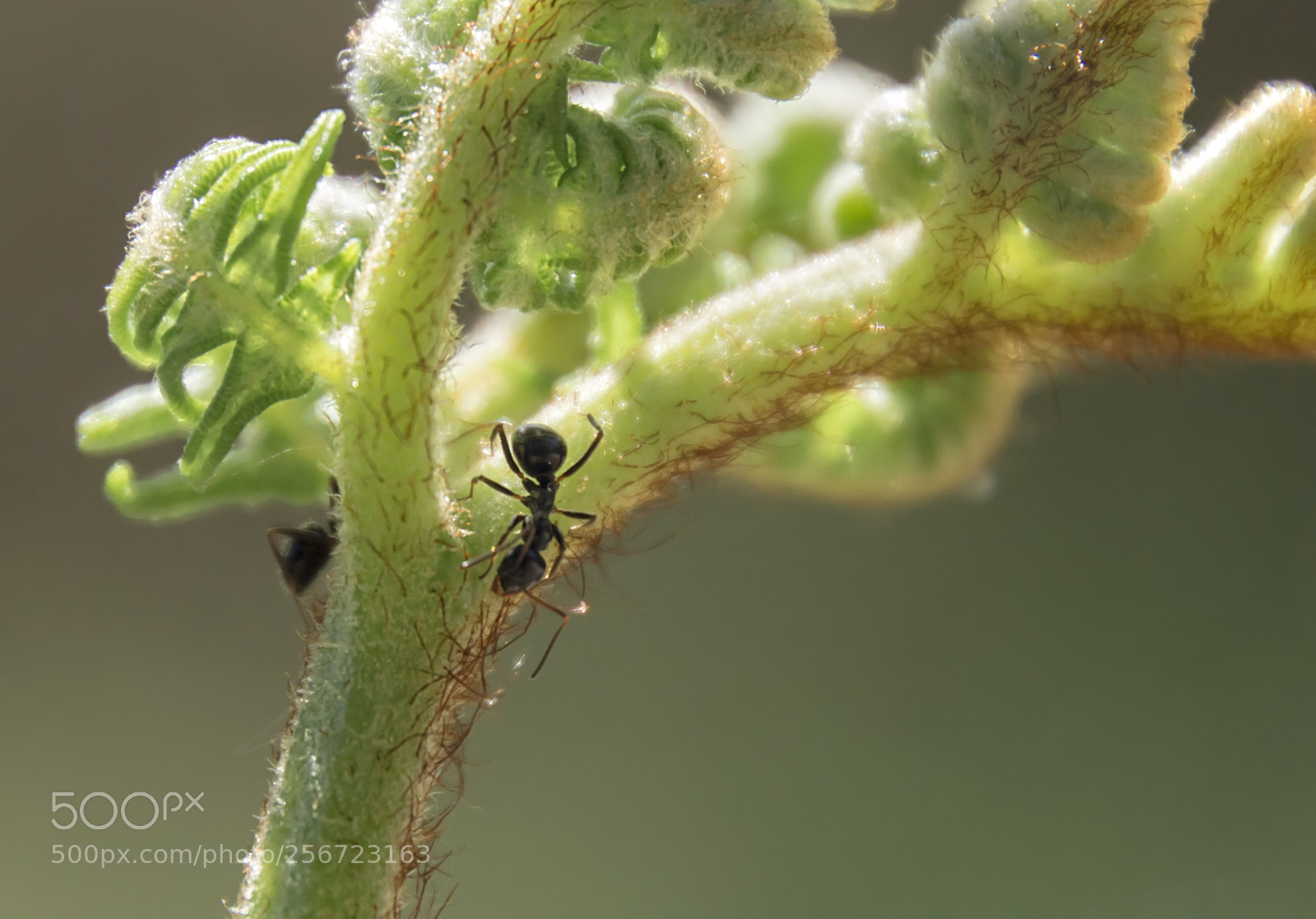 Canon EOS 100D (EOS Rebel SL1 / EOS Kiss X7) sample photo. Watching the ants... photography