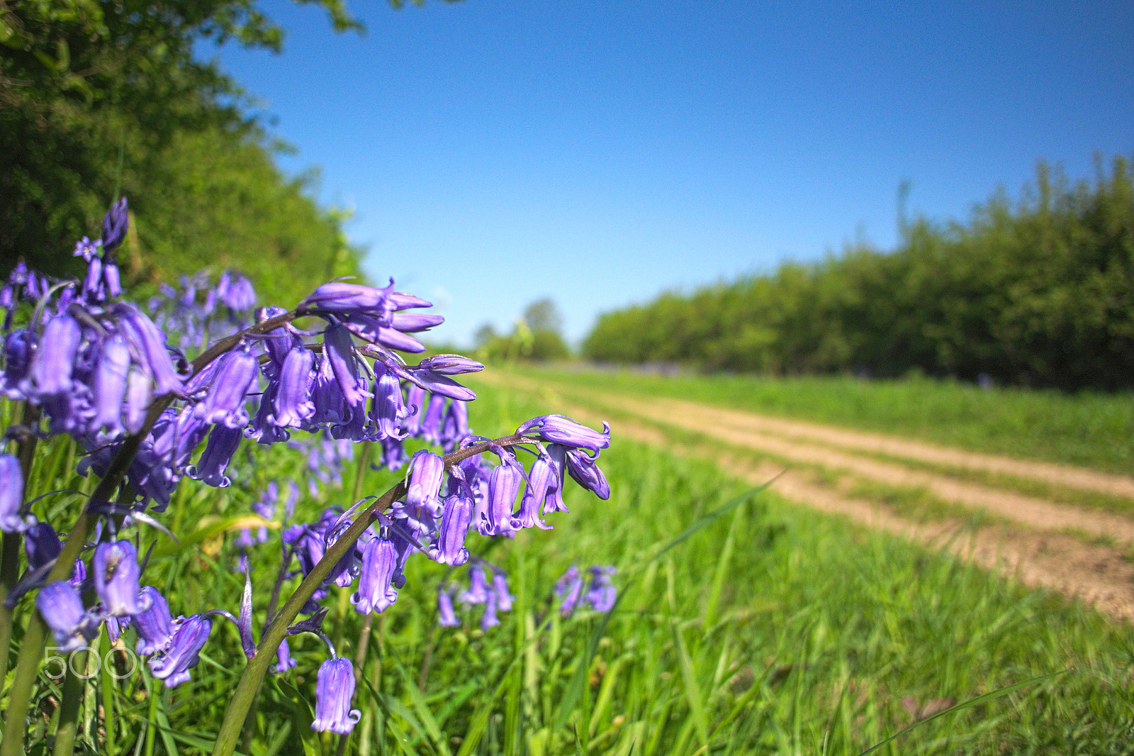 Nikon 1 V2 sample photo. Hedgerow bluebells photography