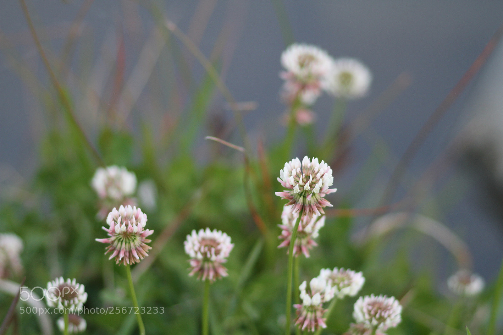 Canon EOS 7D + Canon EF 50mm F1.8 II sample photo. Img photography