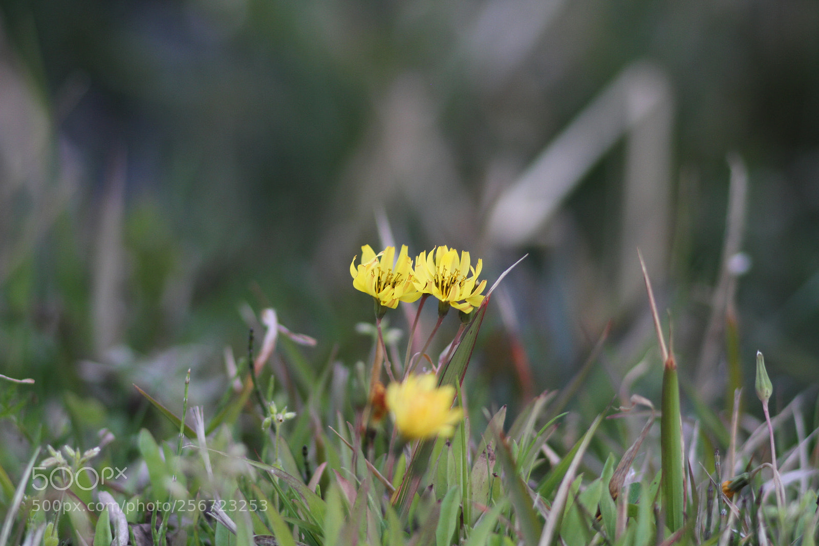 Canon EOS 7D + Canon EF 50mm F1.8 II sample photo. Img photography