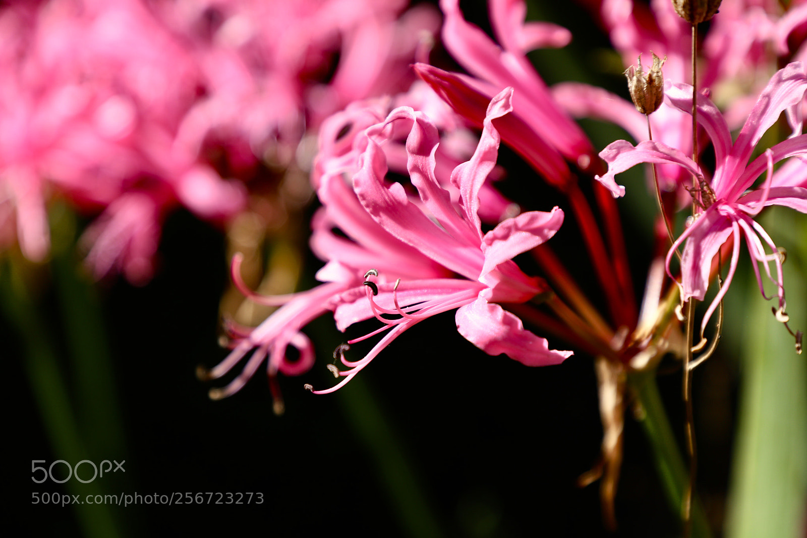 Canon EOS 6D Mark II sample photo. Untitled photography
