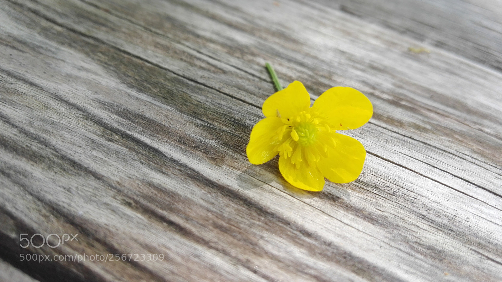 HUAWEI P8 Lite sample photo. Untitled photography