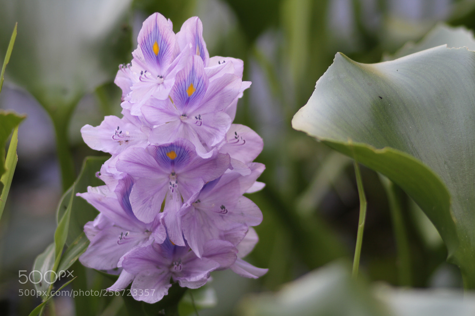 Canon EOS 7D + Canon EF 50mm F1.8 II sample photo. Img photography