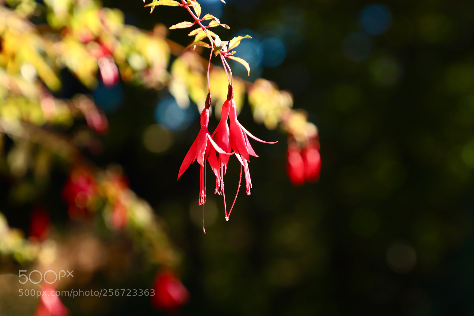 Canon EOS 6D Mark II sample photo. Untitled photography