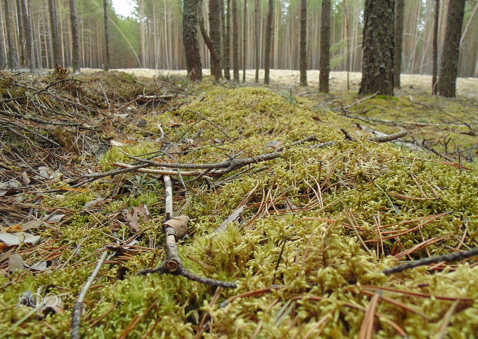 Sony DSC-H100 sample photo. Forest photography