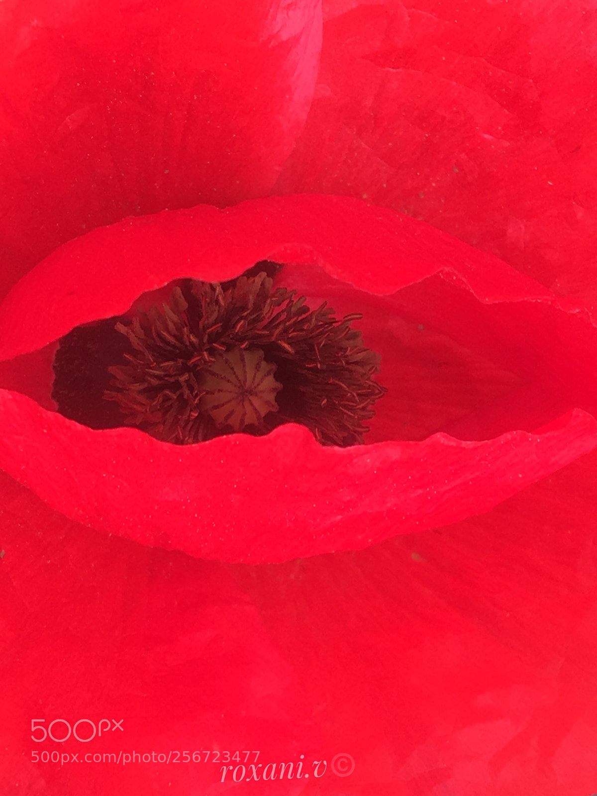 Apple iPhone 6s sample photo. Untitled photography