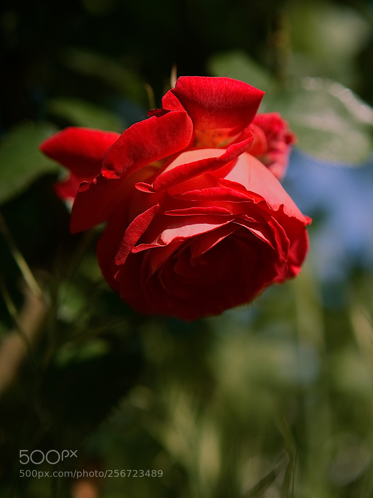 Panasonic Lumix DC-GH5 sample photo. Le printemps dans la photography