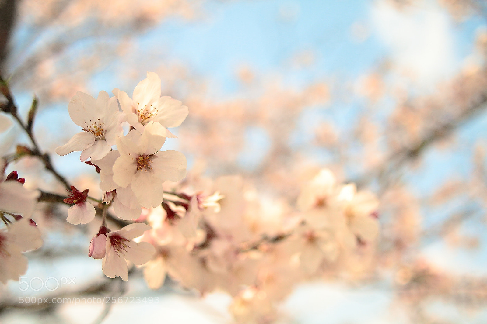 Canon EOS 7D + Canon EF 50mm F1.8 II sample photo. Img photography