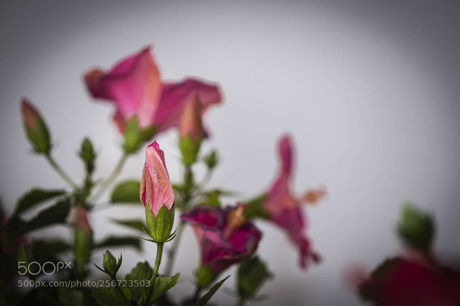 Nikon D810 sample photo. Primavera 2.018 photography