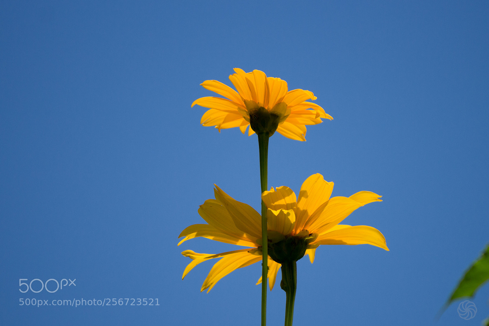 Canon EOS 700D (EOS Rebel T5i / EOS Kiss X7i) sample photo. Yellow flower photography