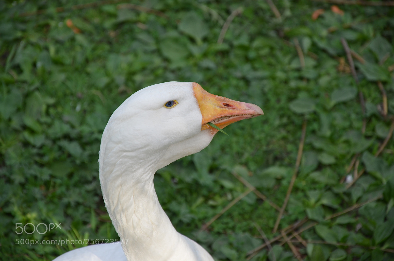 Nikon D5100 sample photo. Goose photography