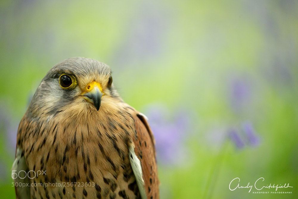 Canon EOS-1D X sample photo. Kestrel photography