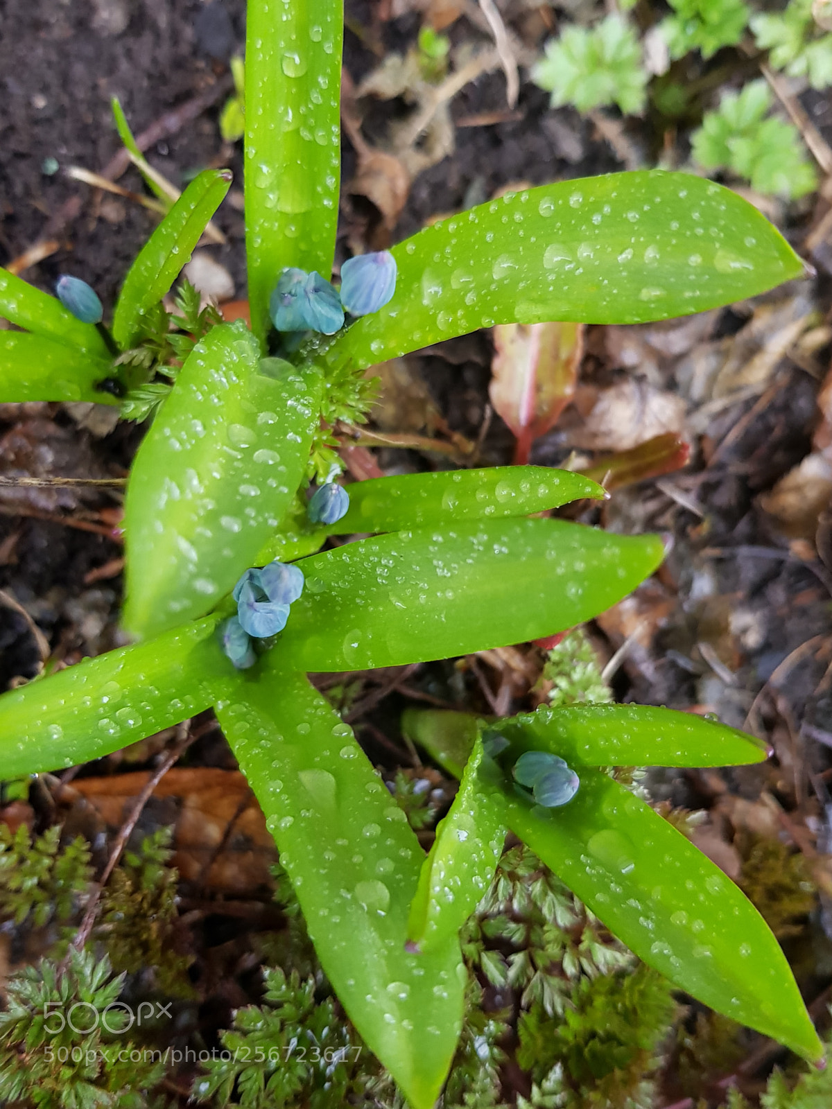 Samsung Galaxy S8 sample photo. Raining photography