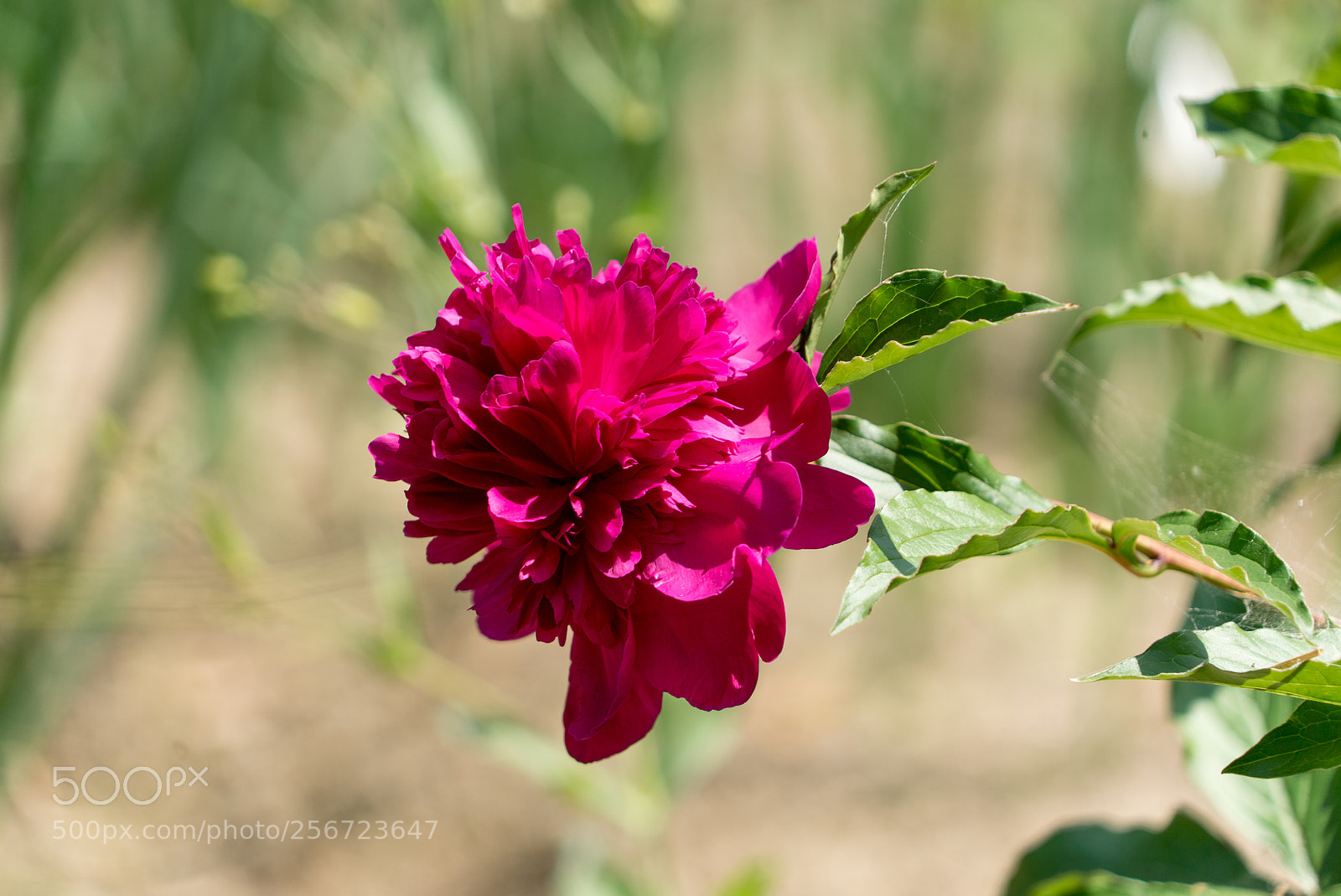 Sony a7S sample photo. Flower photography