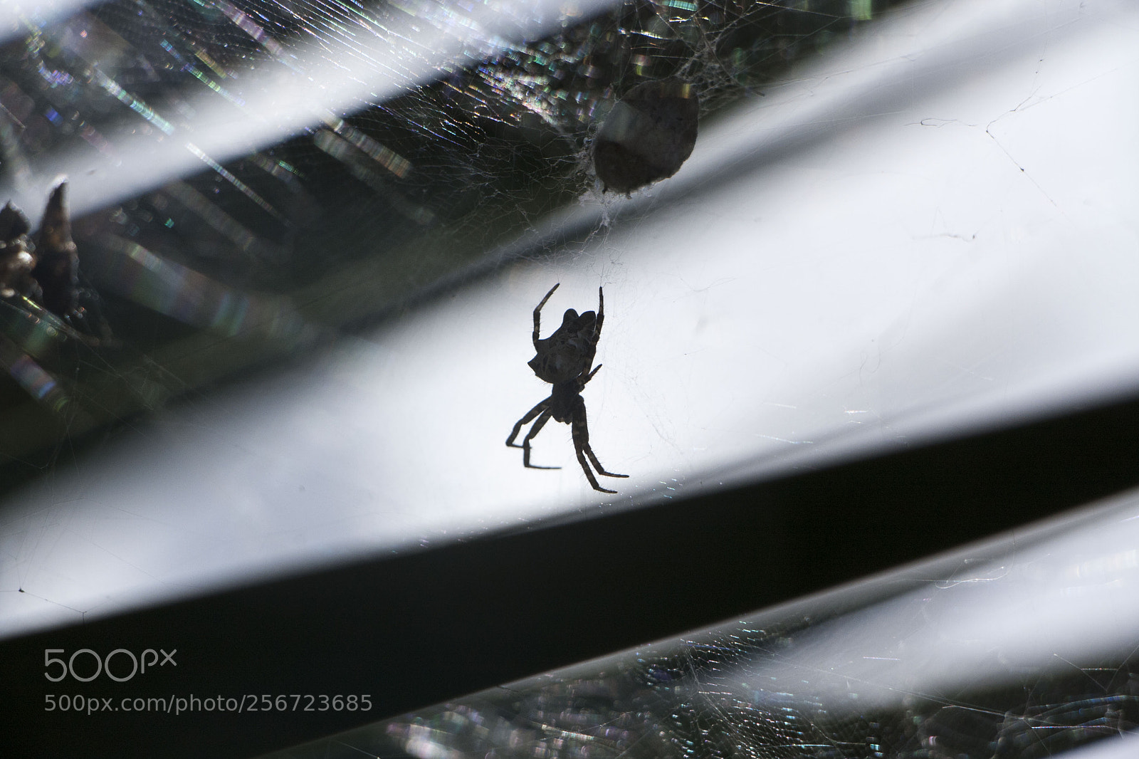 Canon EOS 40D sample photo. Spider photography