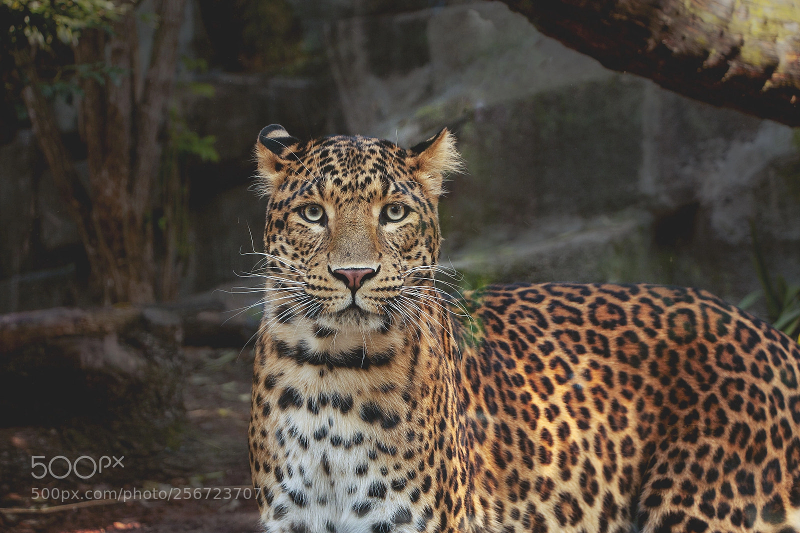 Canon EOS 40D sample photo. Ghepardo photography