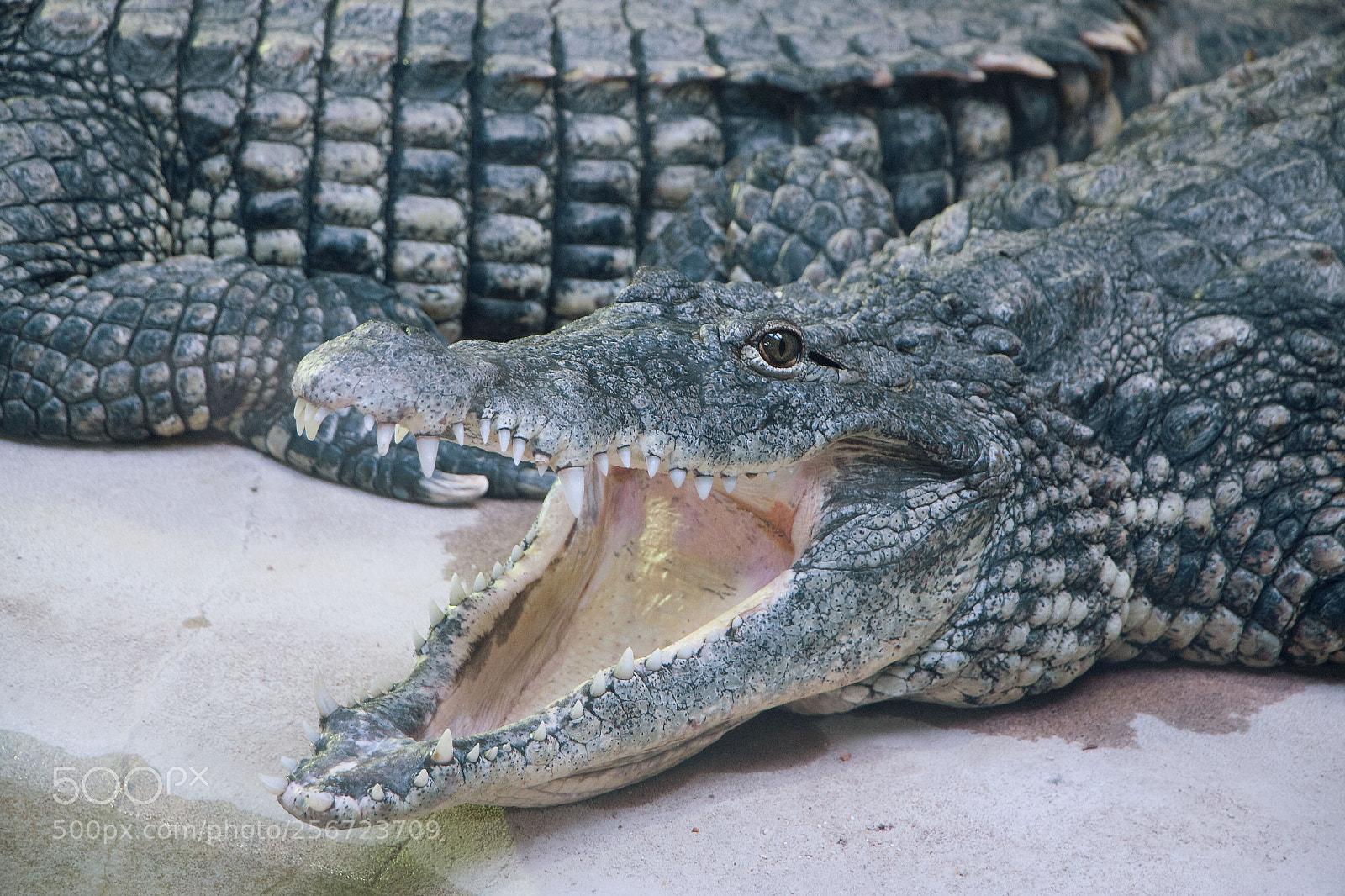 Canon EOS 40D sample photo. Crocodile photography