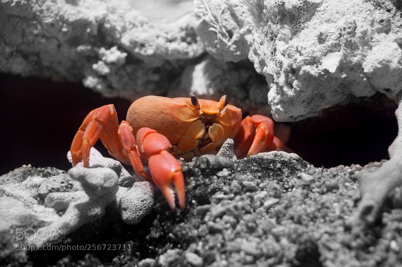 Canon EOS 40D sample photo. Crab photography