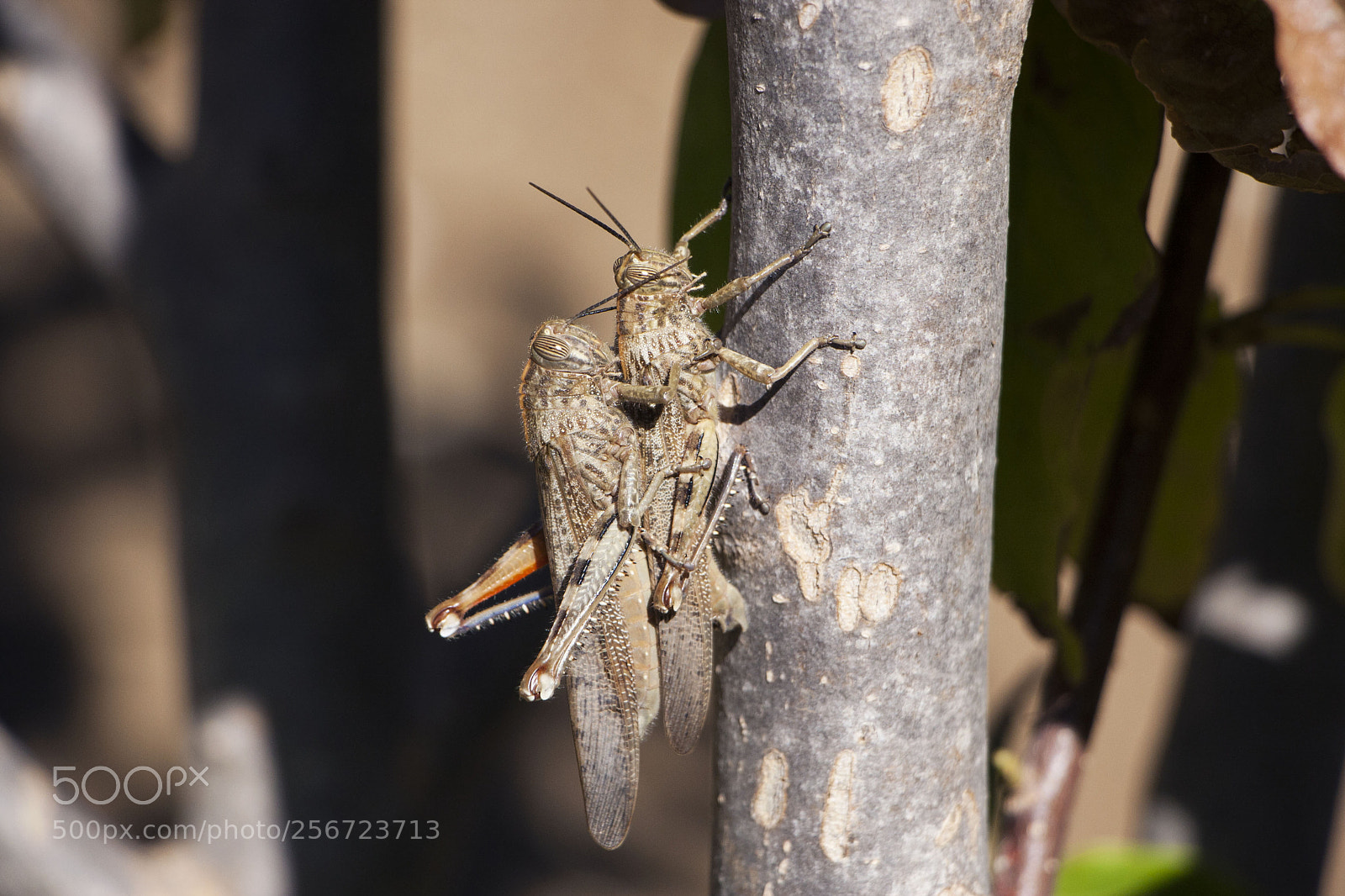 Canon EOS 40D sample photo. Crickets photography