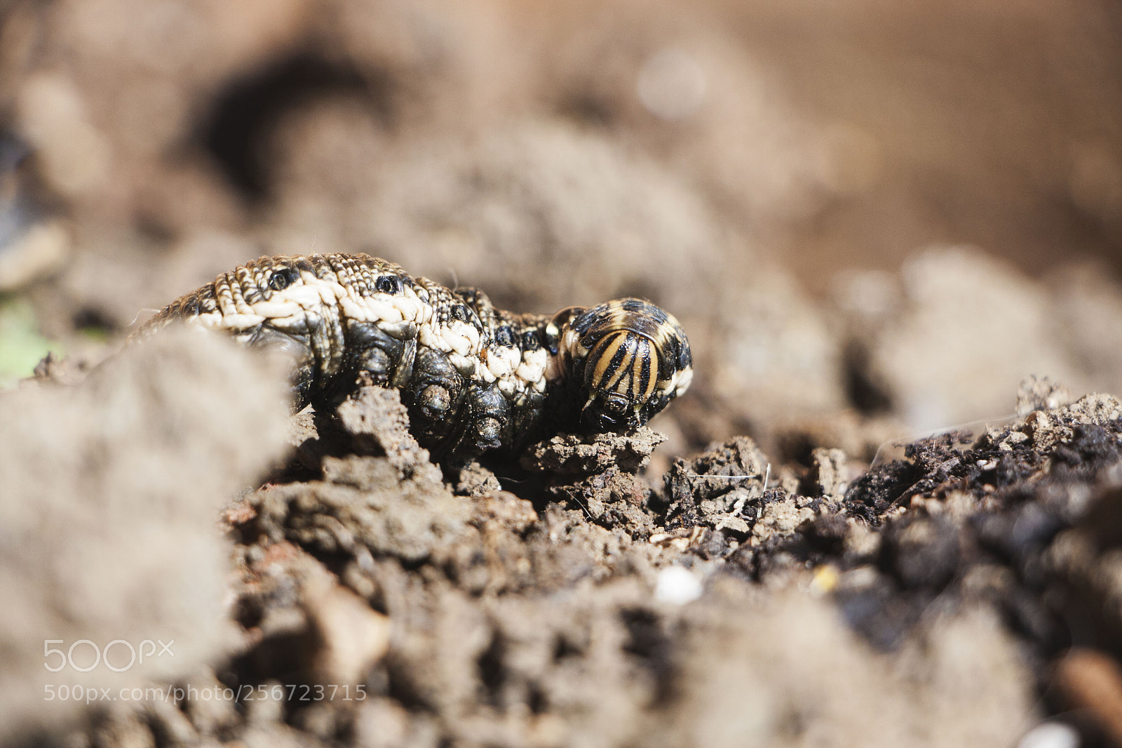 Canon EOS 40D sample photo. Caterpillar photography