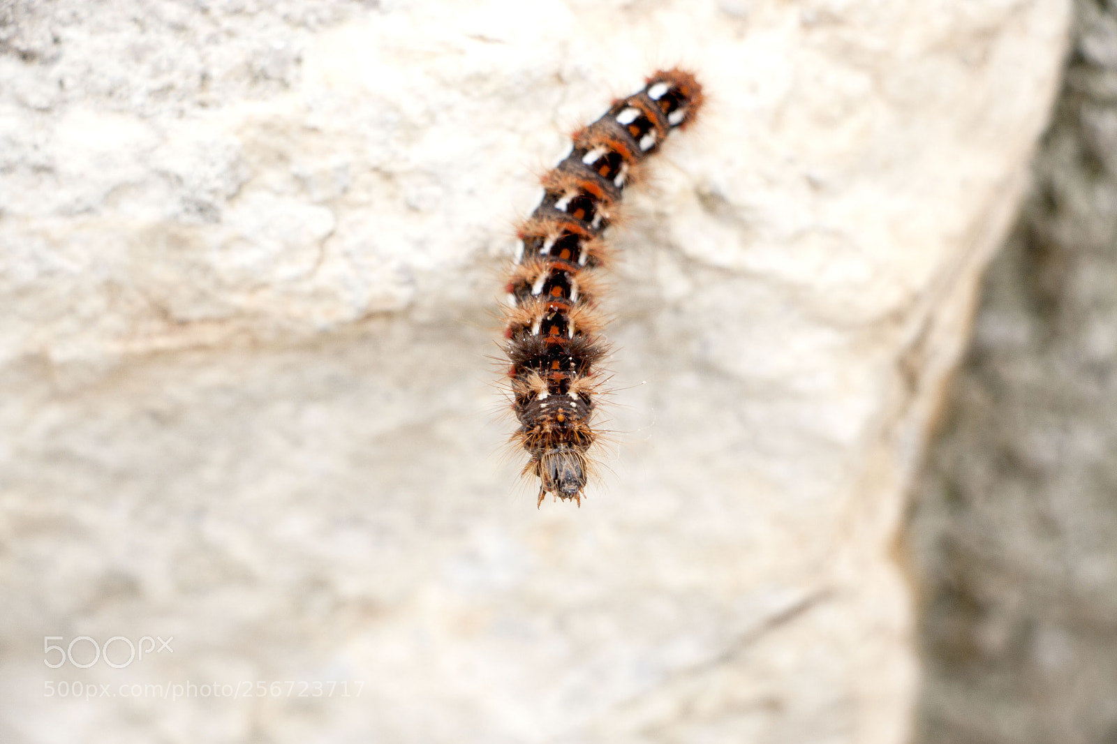Canon EOS 40D sample photo. Caterpillar photography