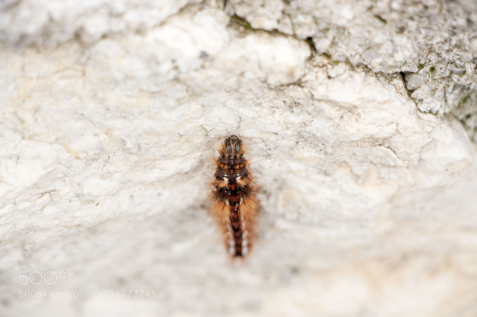 Canon EOS 40D sample photo. Caterpillar photography