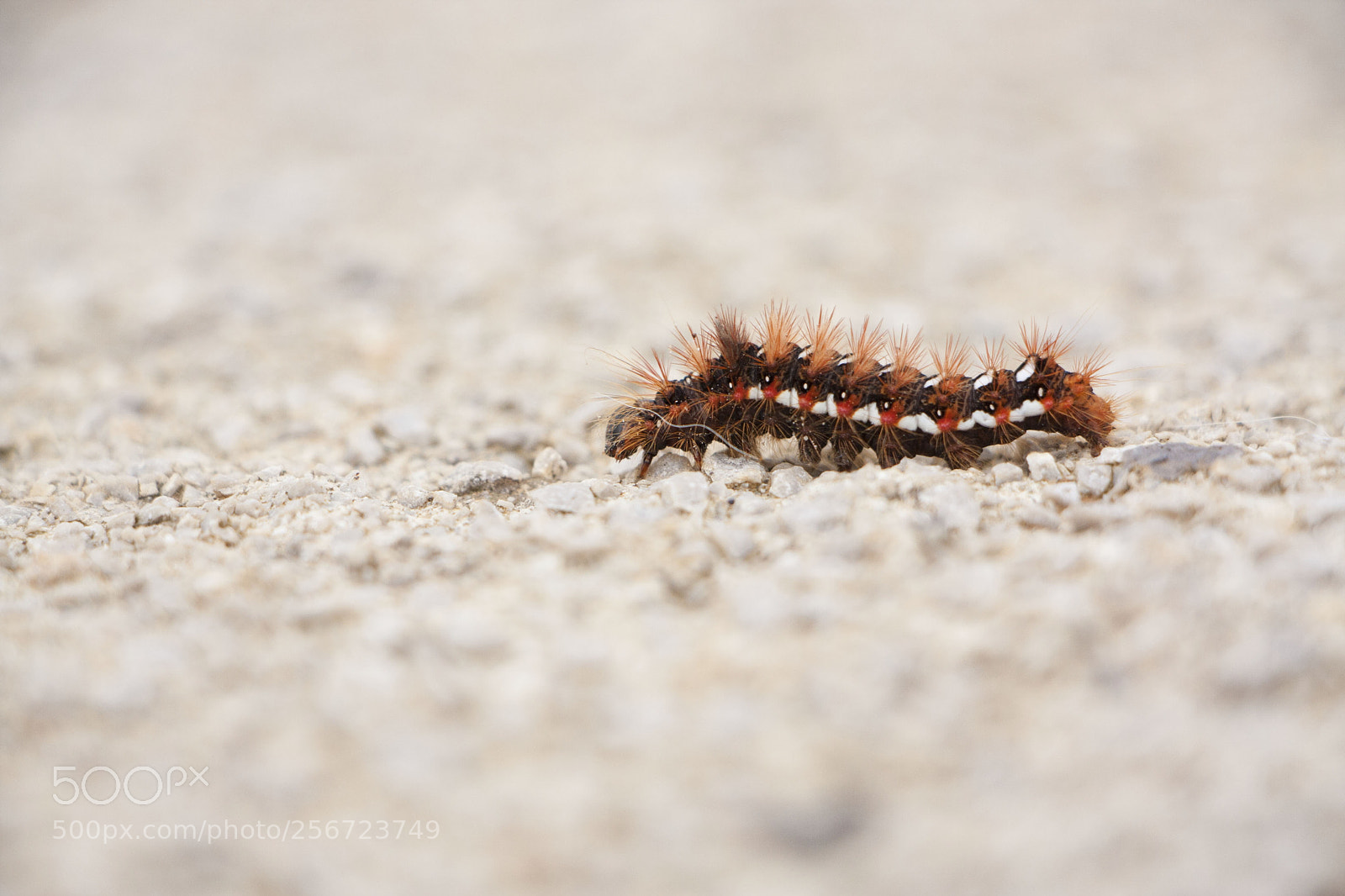 Canon EOS 40D sample photo. Caterpillar photography