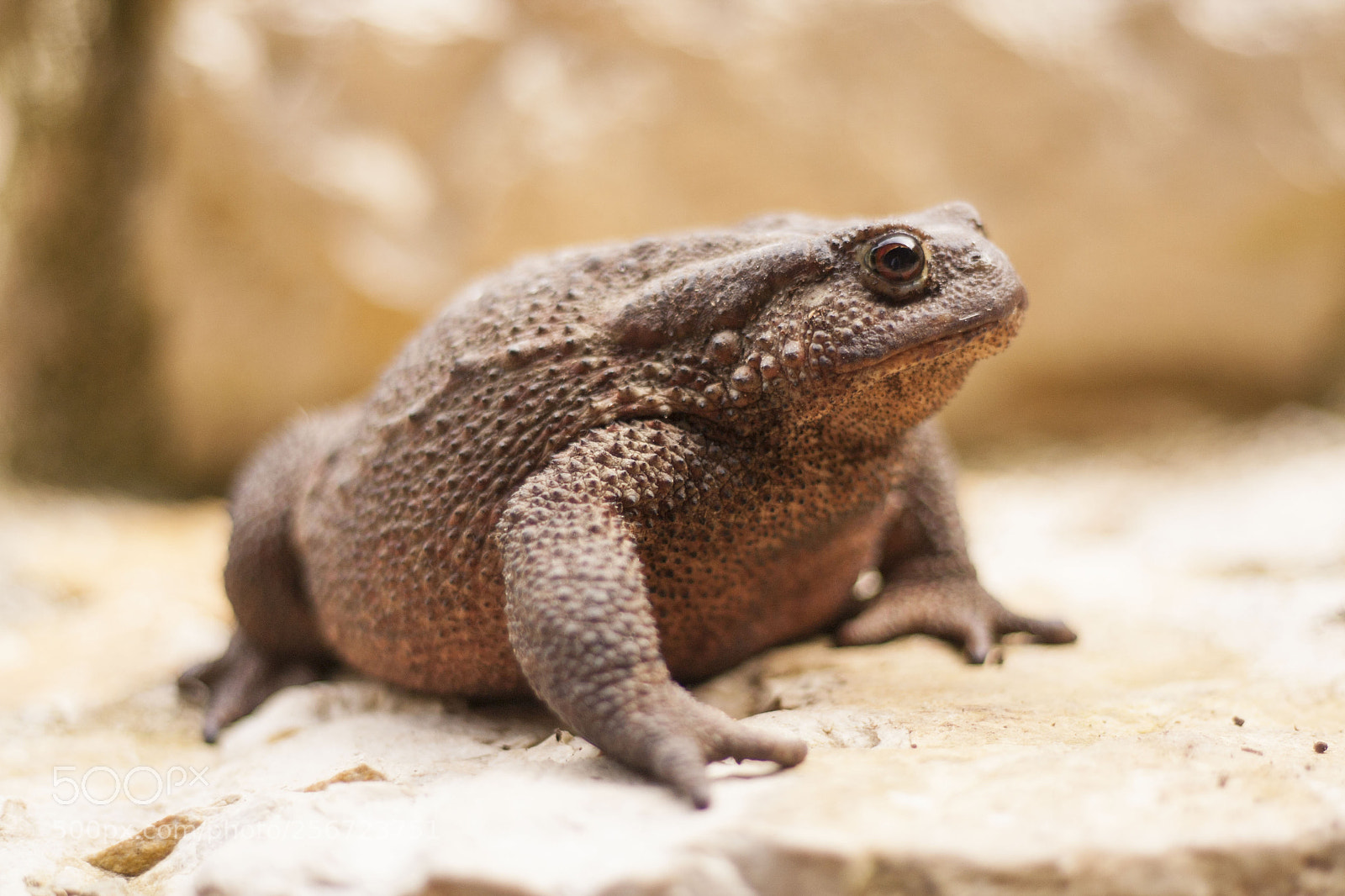 Canon EOS 40D sample photo. Toad profile photography