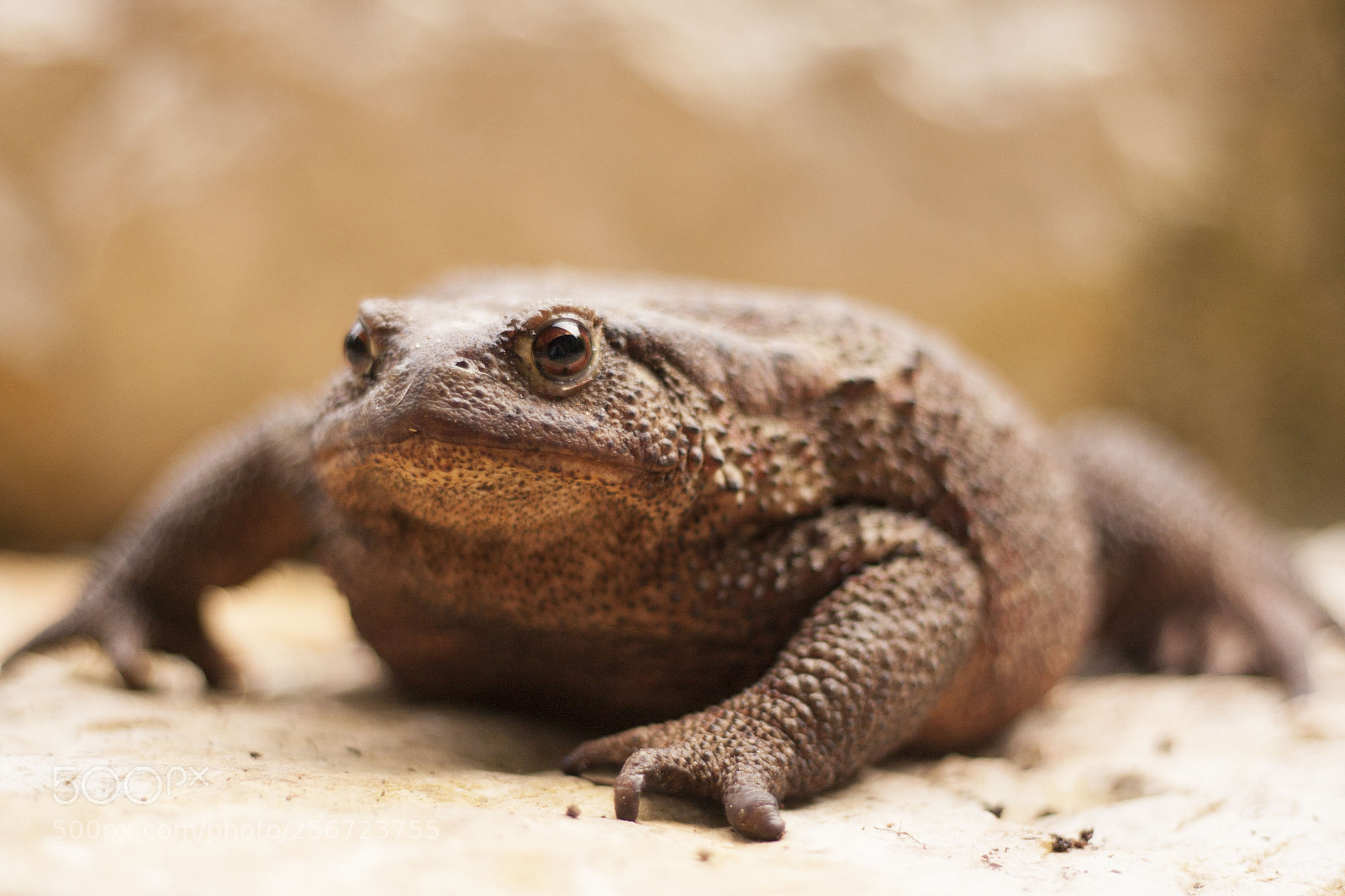 Canon EOS 40D sample photo. Toad photography