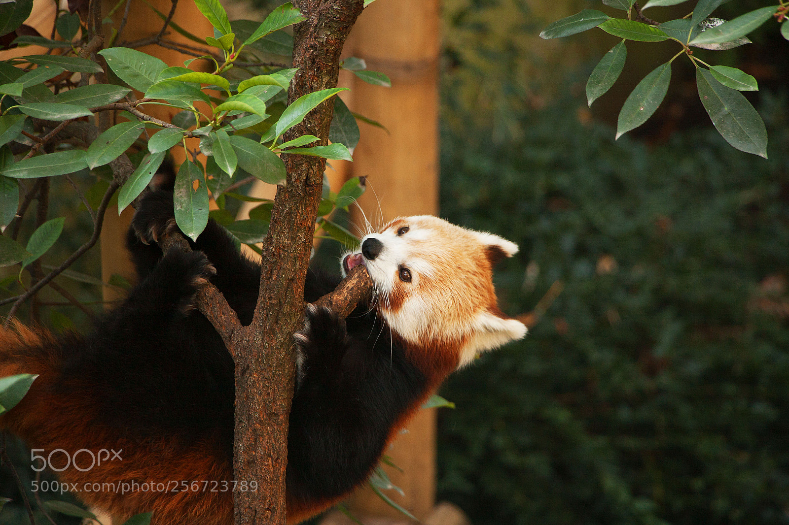 Canon EOS 40D sample photo. Bearcat photography
