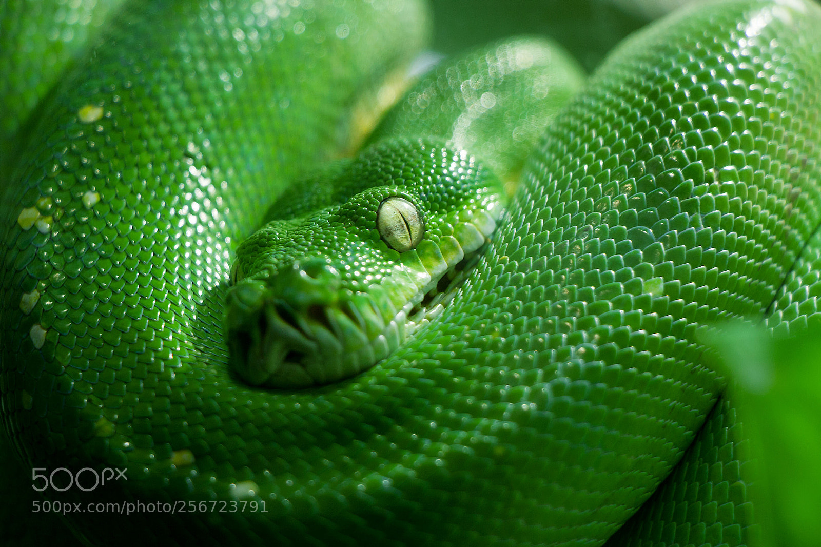 Canon EOS 40D sample photo. Green snake photography