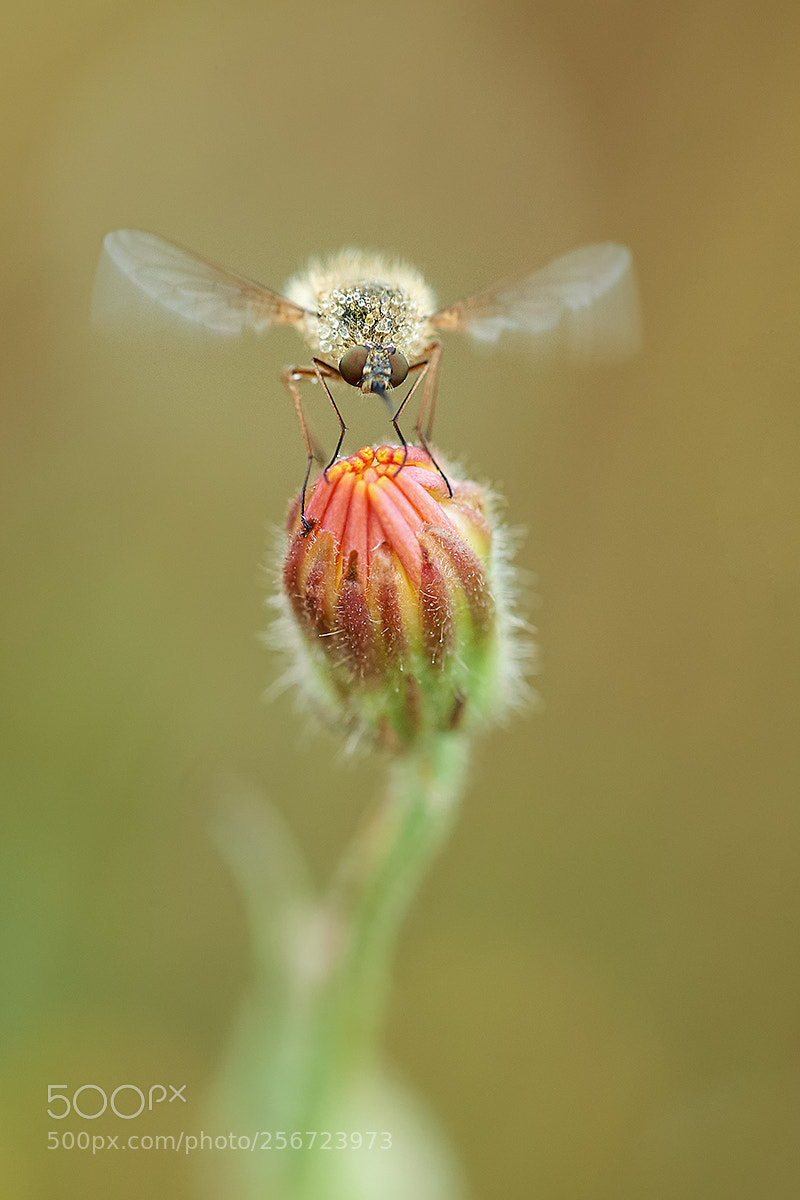 Nikon D700 sample photo. Taxiing photography