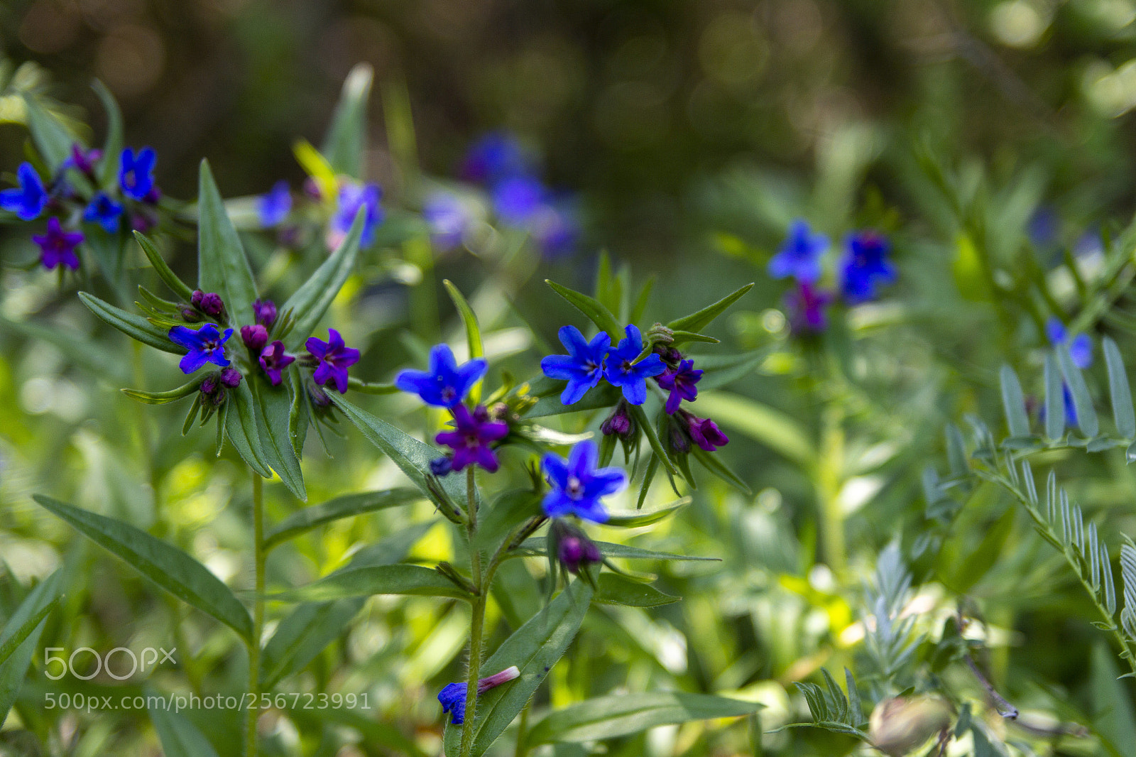 Canon EOS 60D sample photo. Wildflowers photography