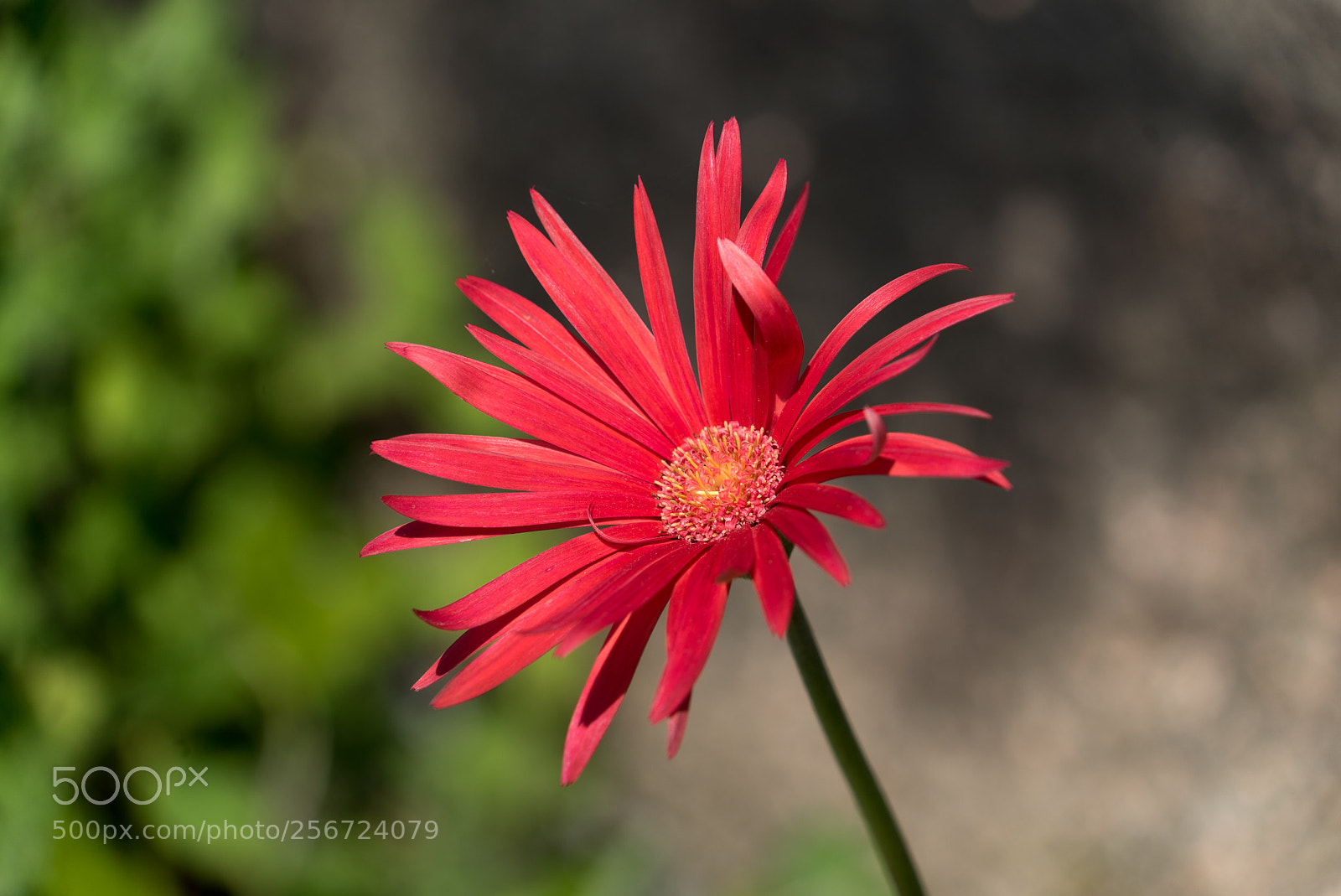 Sony a7S sample photo. Flower photography